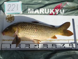 82.5cm