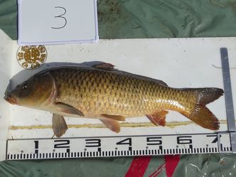 73.0cm