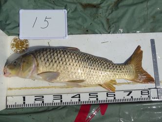 85.0cm