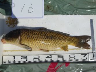 75.5cm