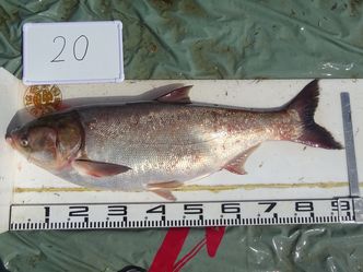 91.0cm