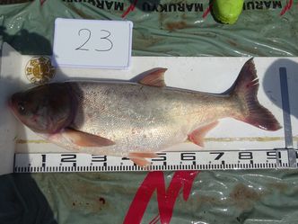92.5cm