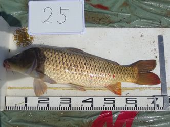 72.5cm