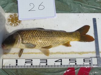 65.0cm