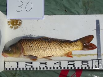 68.0cm