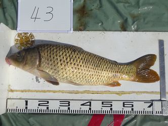 73.5cm
