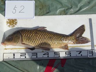 80.0cm
