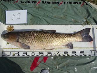 113.0cm