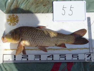 70.0cm