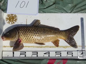 68.5cm