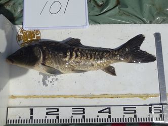 60.5cm
