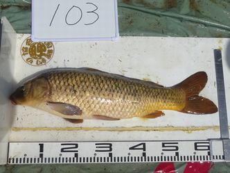 64.0cm