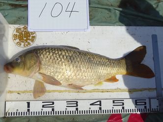 66.0cm