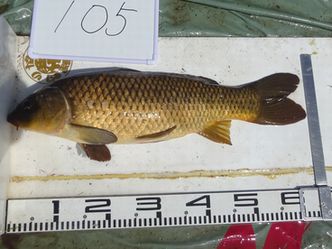 63.5cm