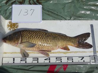 79.5cm