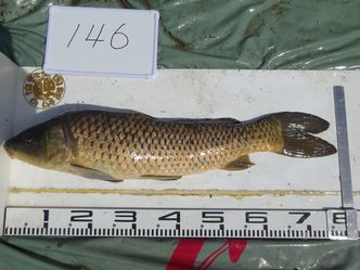 78.0cm