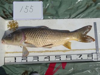 84.5cm