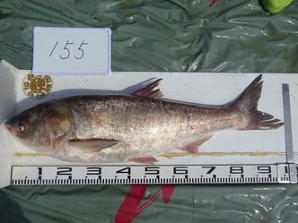 97.0cm