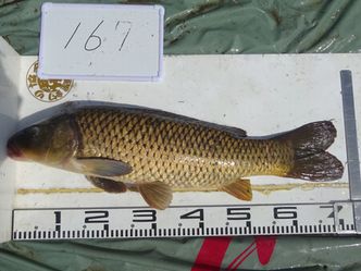 72.5cm