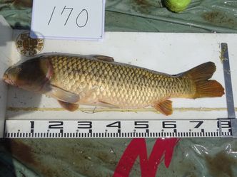 80.0cm