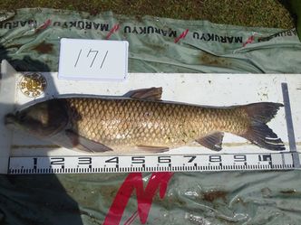 109.5cm