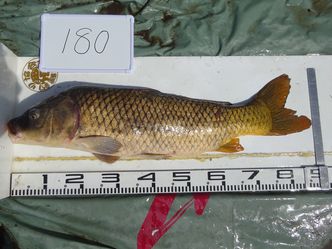 88.0cm