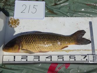 75.5cm