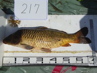 68.0cm