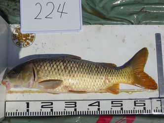 67.0cm
