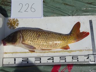 73.0cm