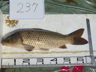 66.0cm