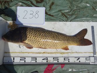 83.5cm