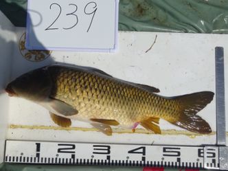 61.0cm