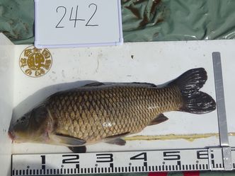 63.0cm