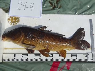 73.0cm