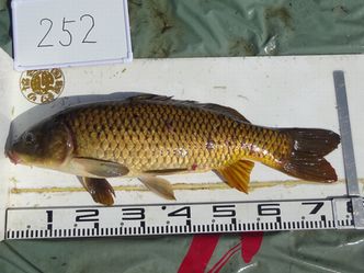 76.0cm