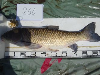 96.5cm