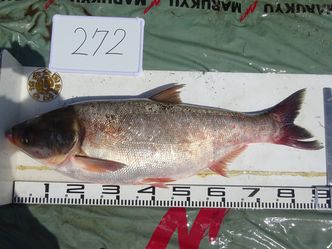 90.0cm