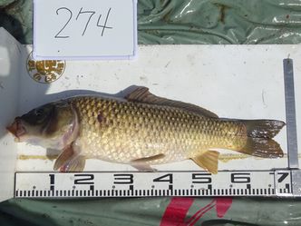 70.5cm