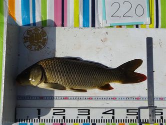 54.0cm