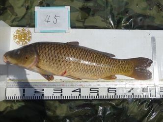 82.5cm