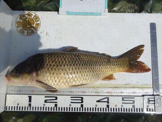 57.5cm