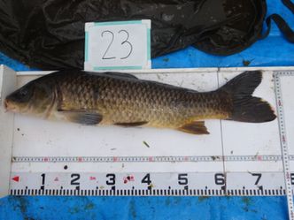 76.0cm