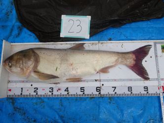 97.0cm