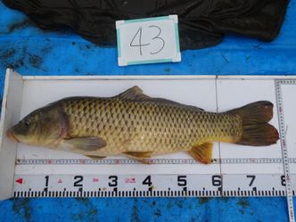 78.5cm