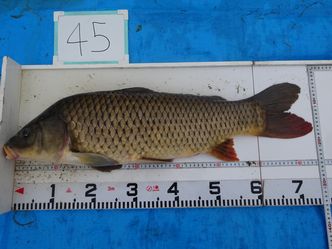 74.5cm