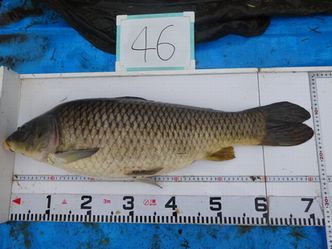 72.0cm