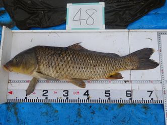 74.5cm