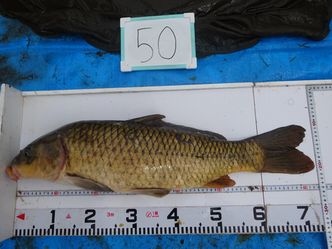 73.0cm