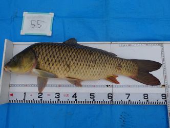90.0cm